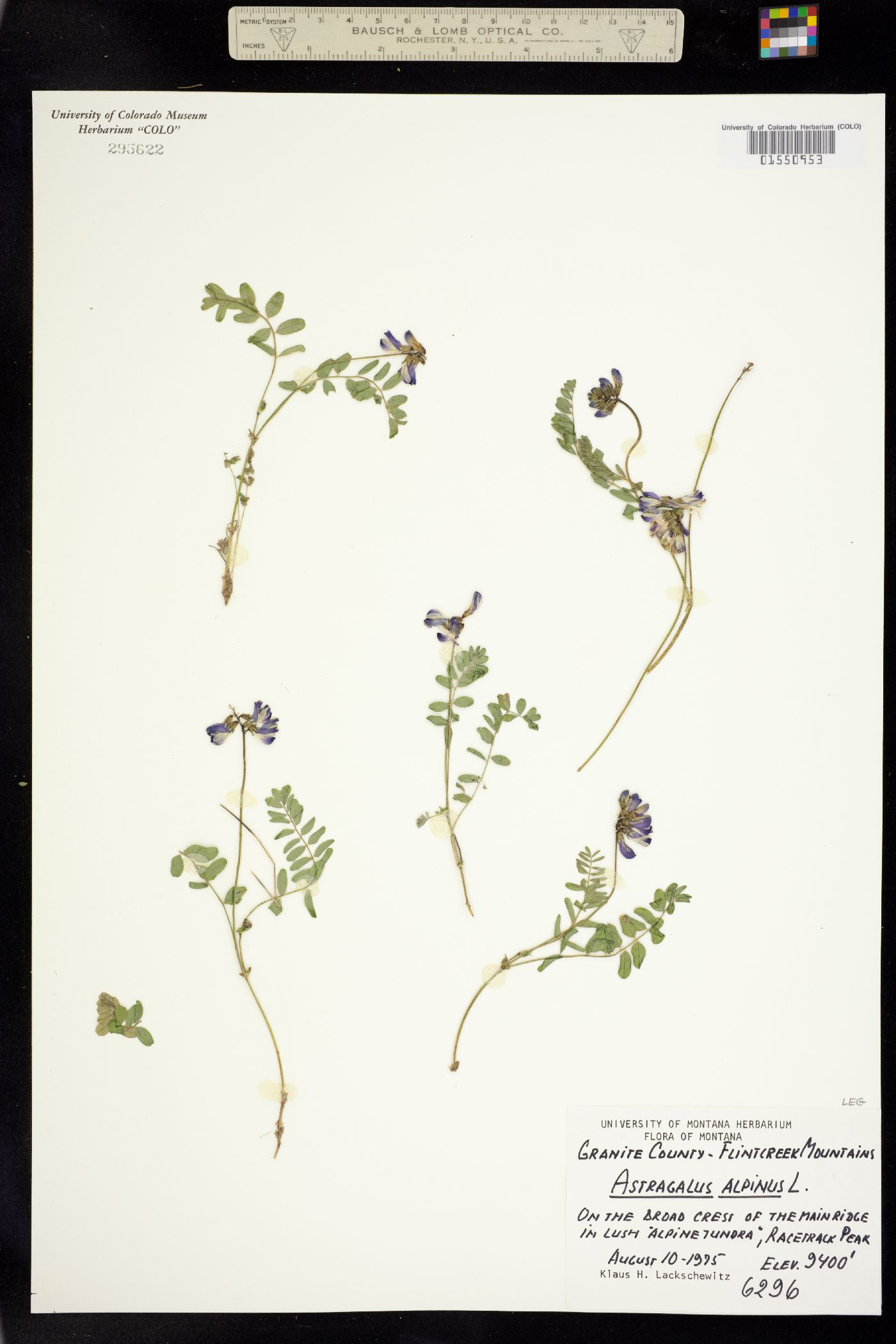 Astragalus alpinus image