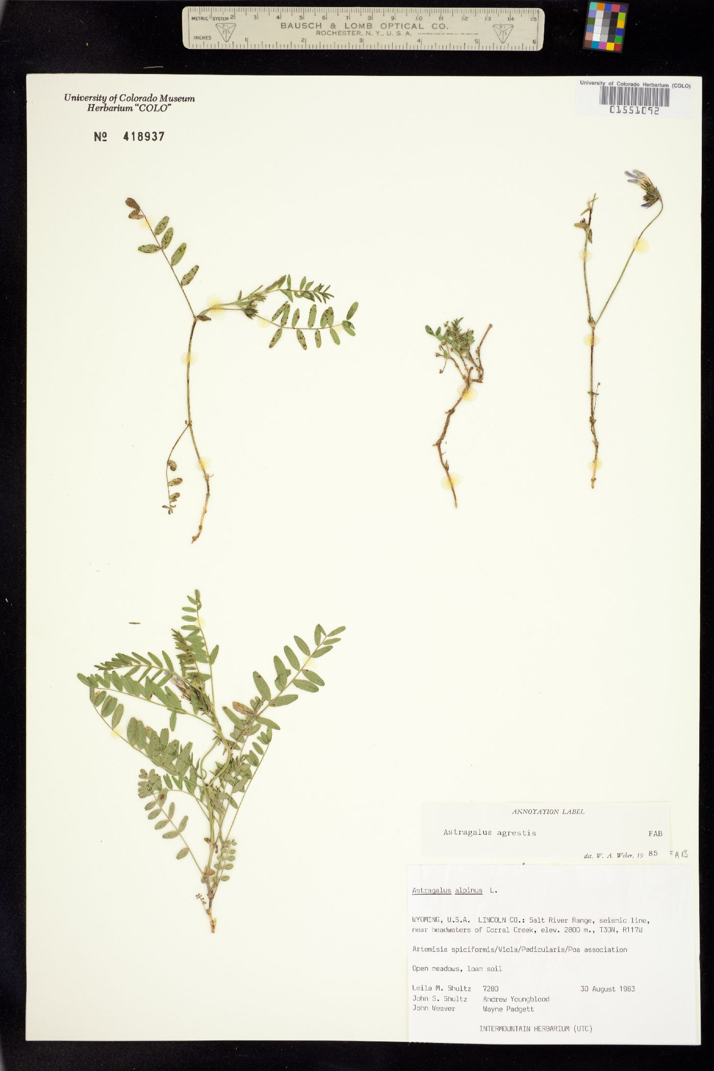 Astragalus agrestis image