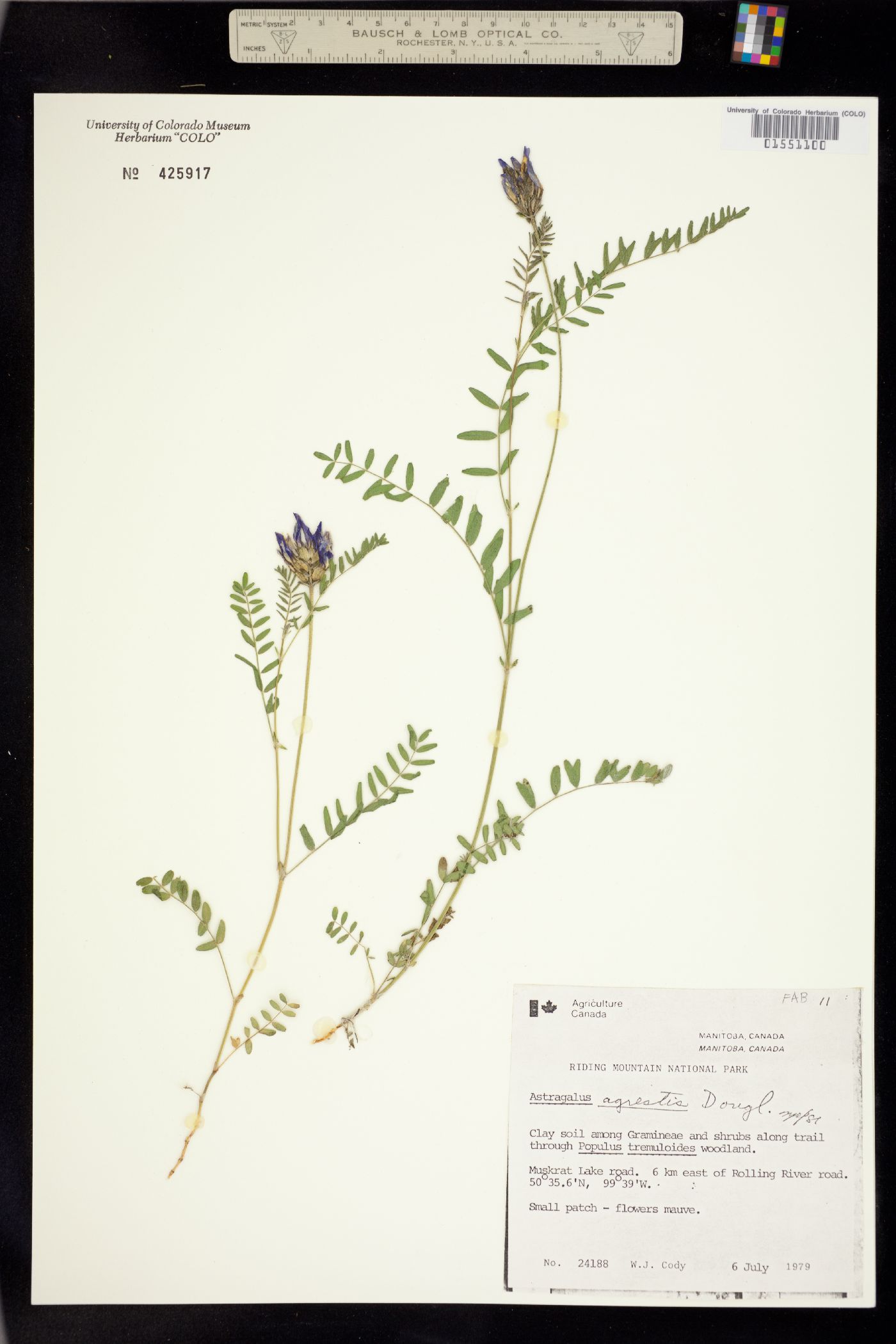 Astragalus agrestis image