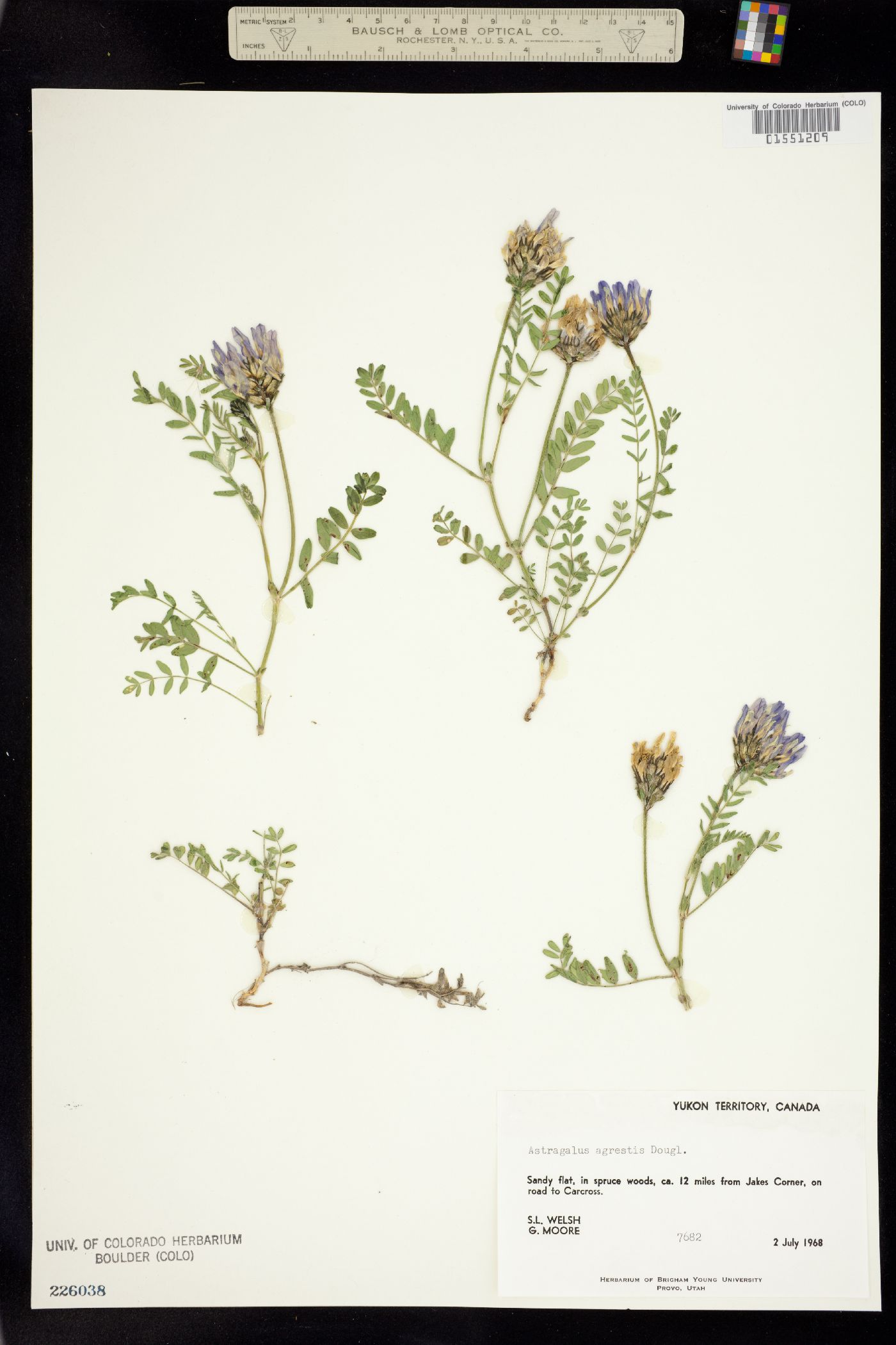 Astragalus agrestis image