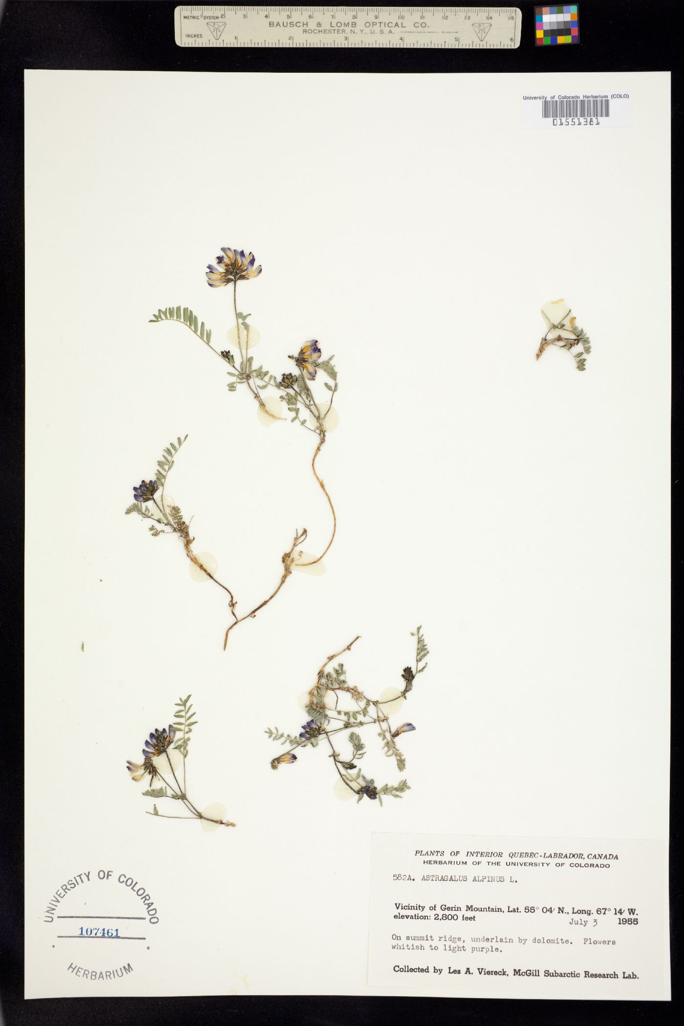 Astragalus alpinus image