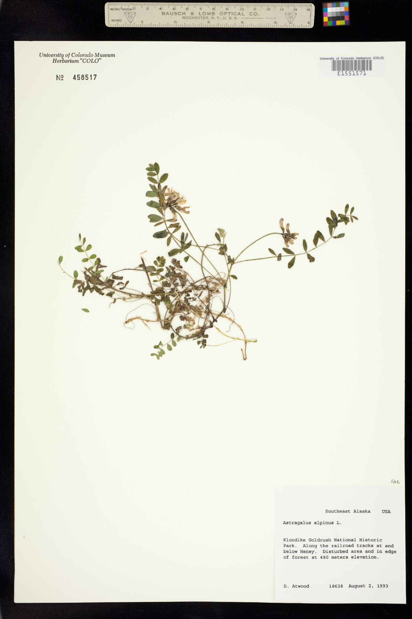 Astragalus alpinus image