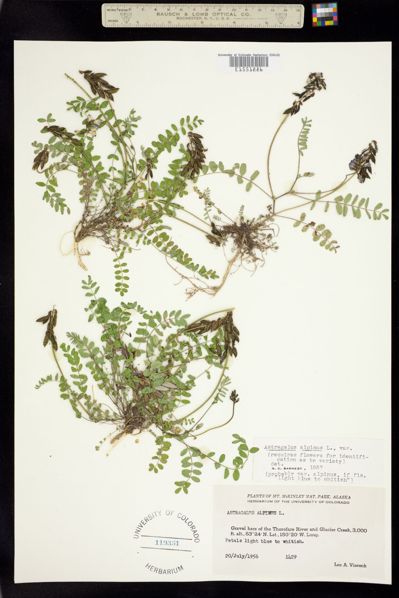 Astragalus alpinus image