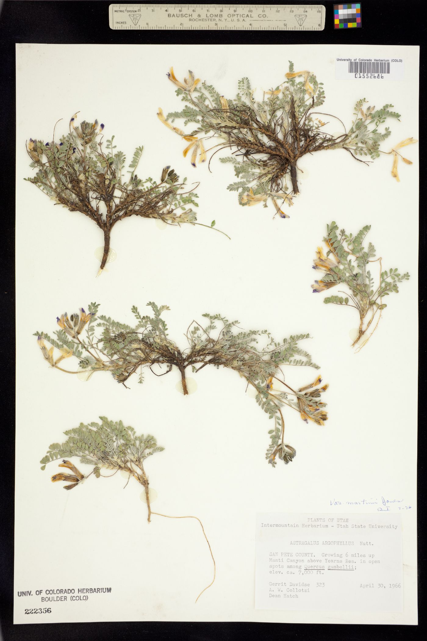 Astragalus argophyllus image