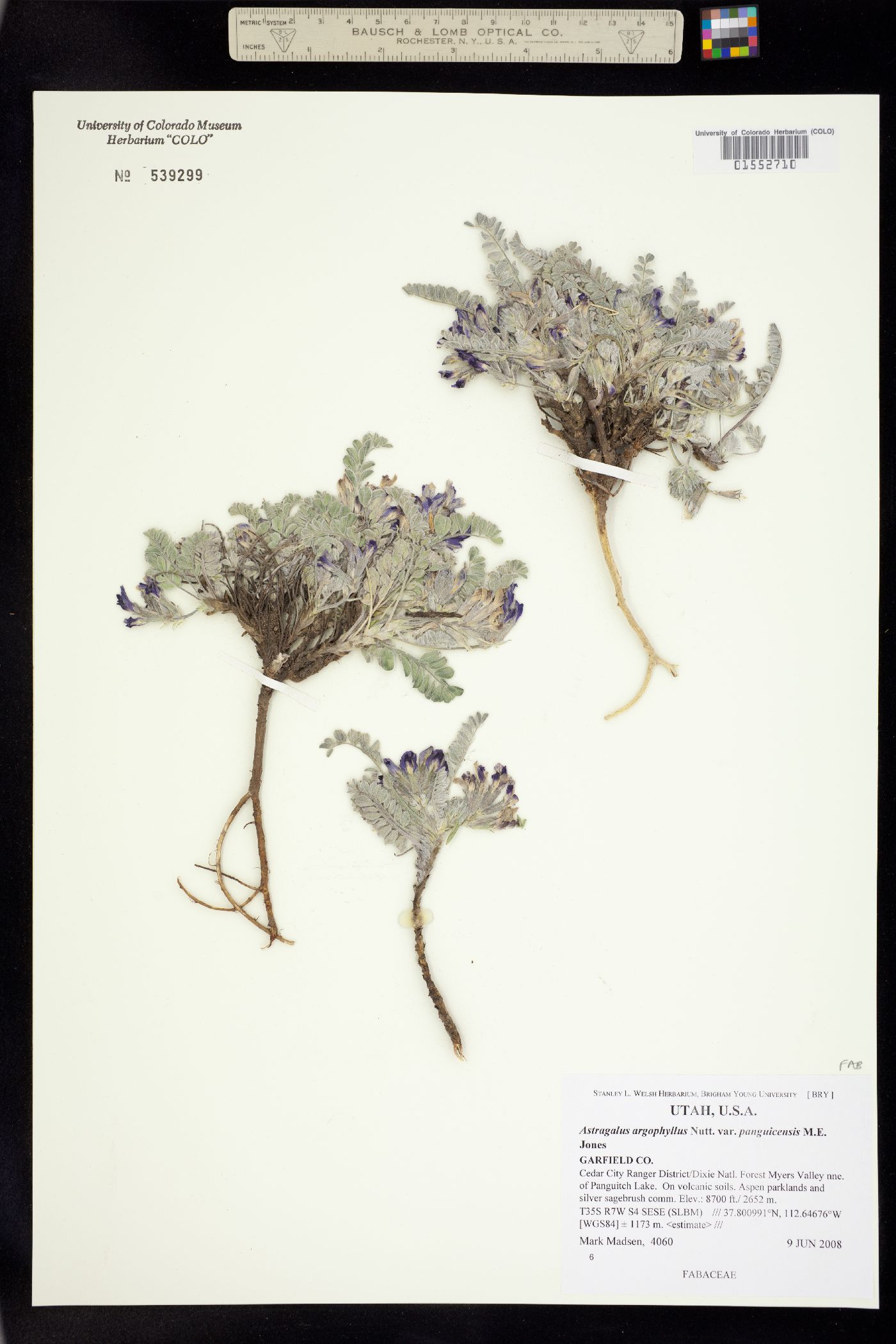 Astragalus argophyllus image