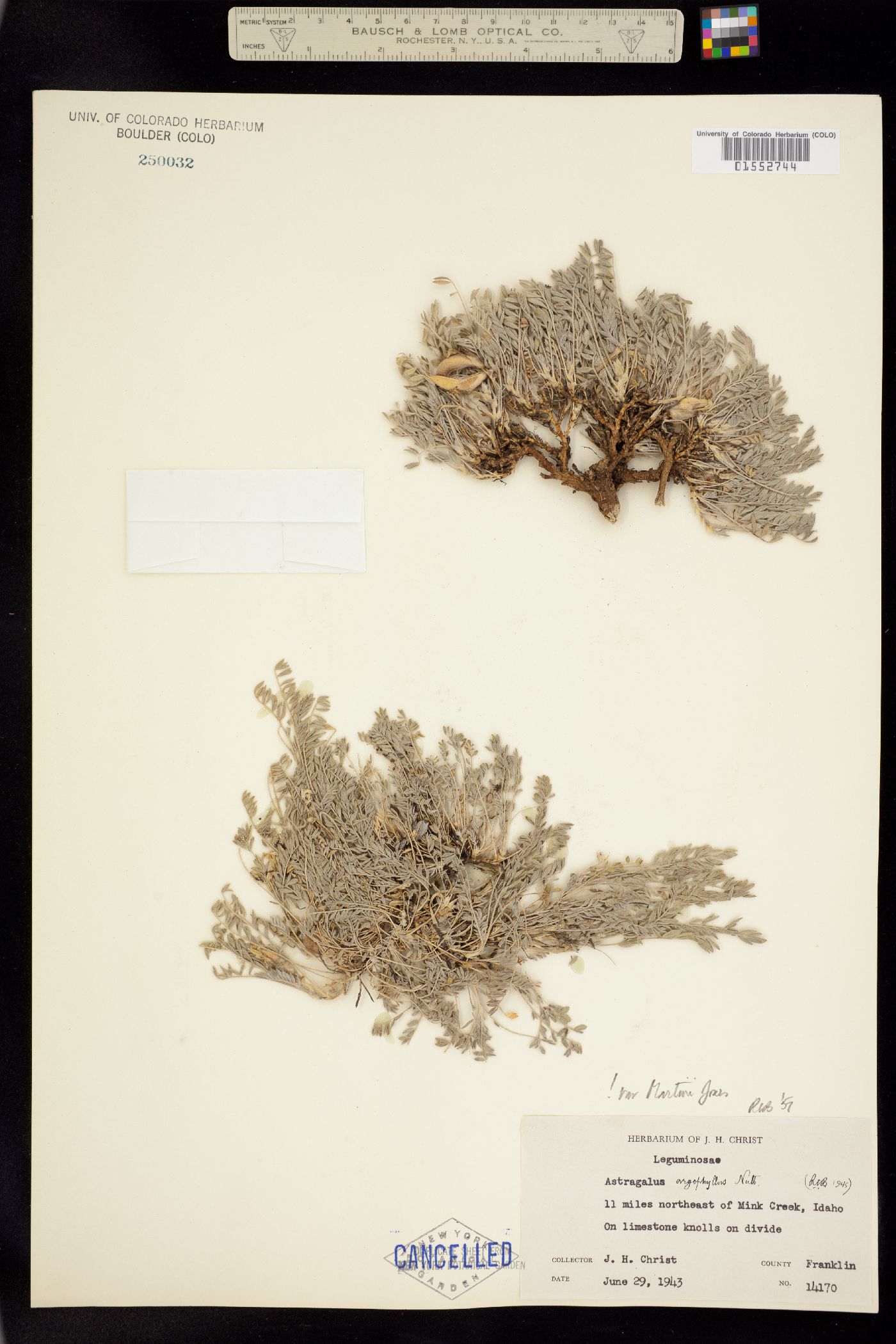 Astragalus argophyllus image