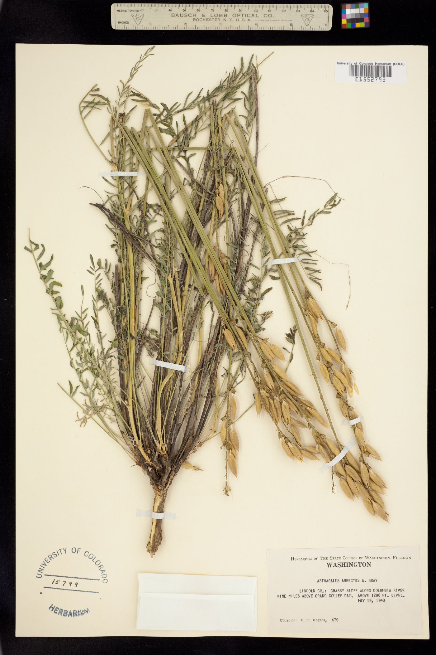 Astragalus arrectus image