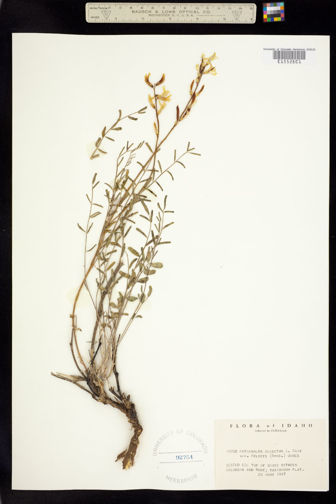 Astragalus atropubescens image