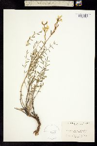 Astragalus arrectus image