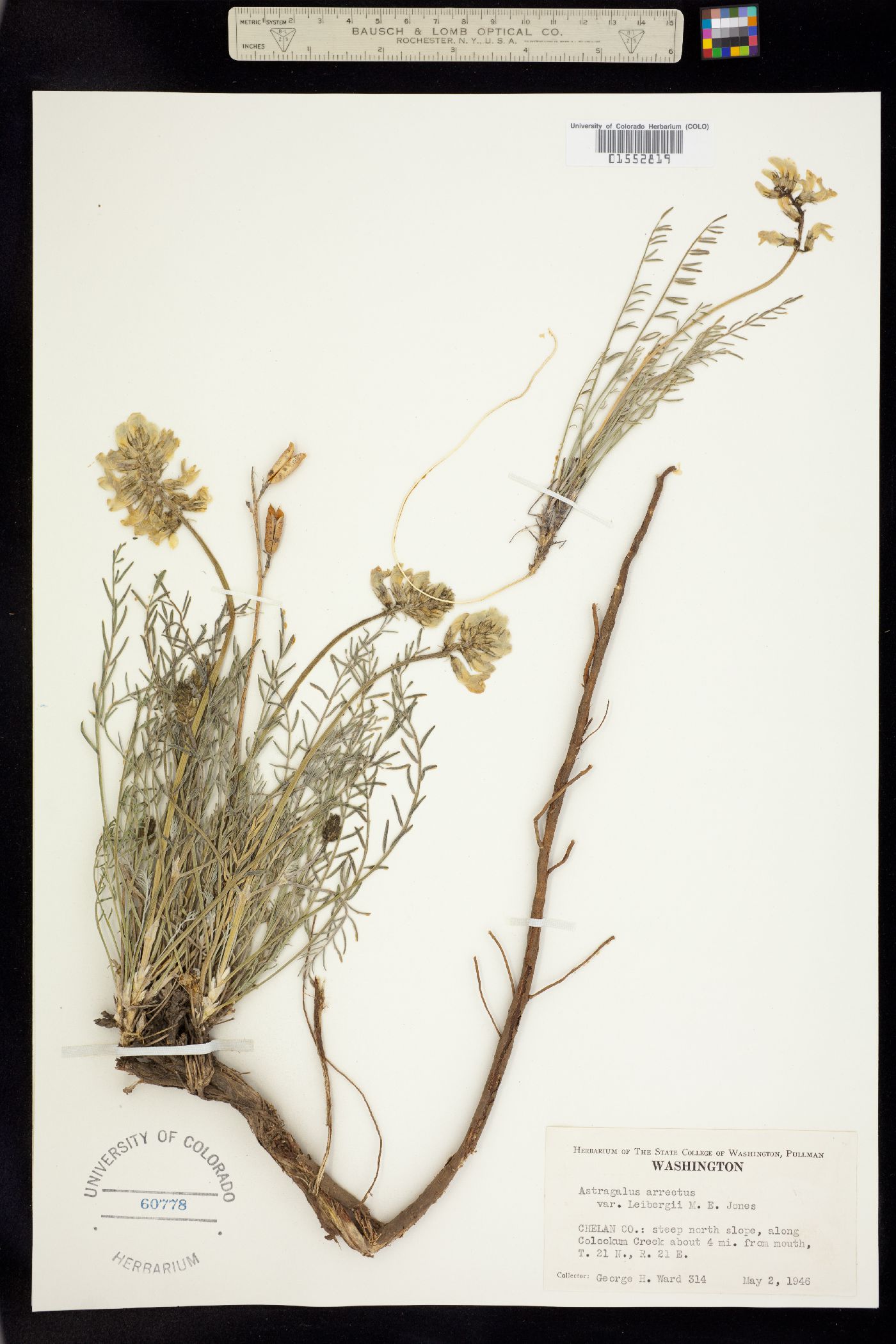 Astragalus arrectus image