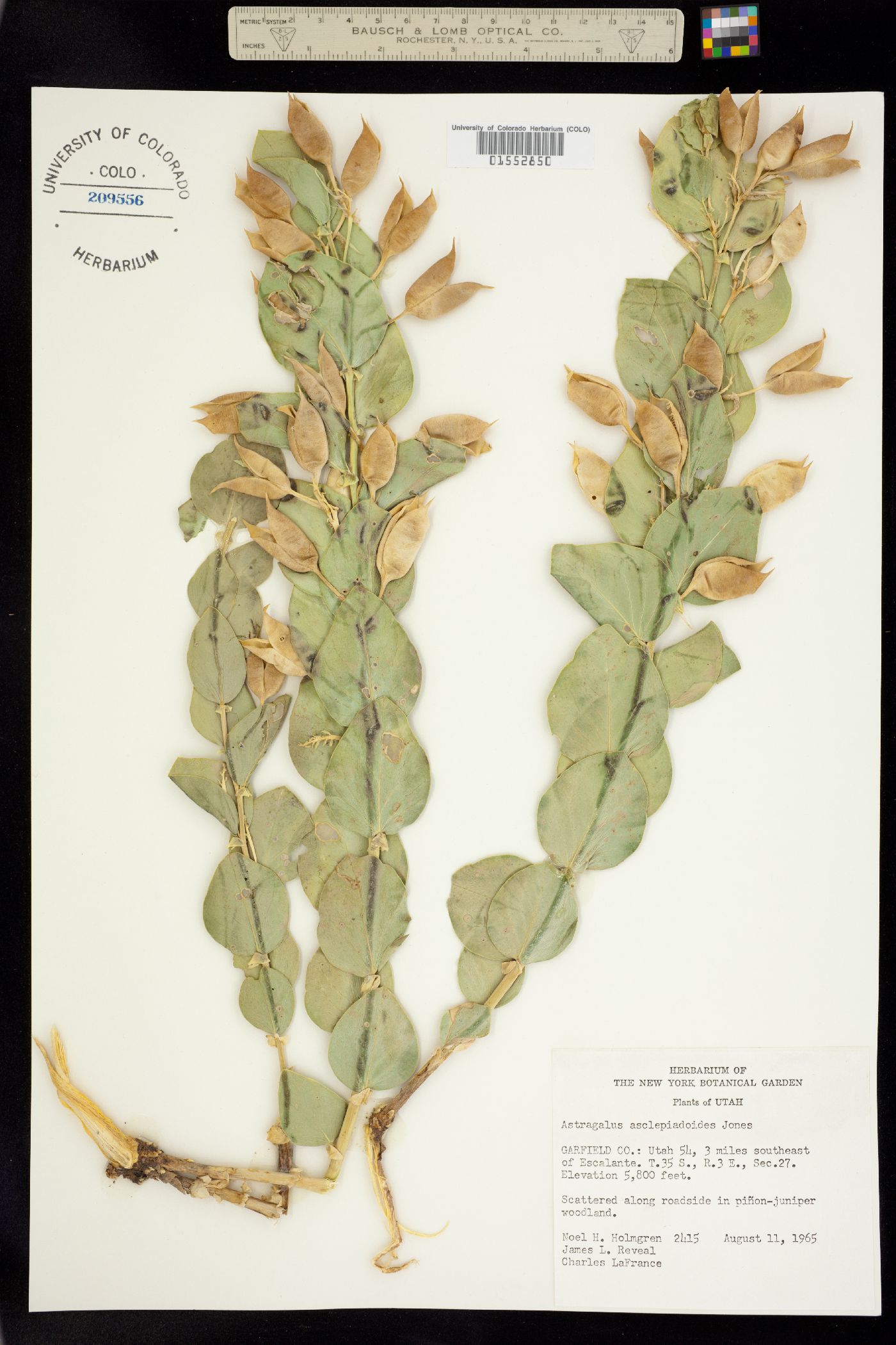Astragalus asclepiadoides image