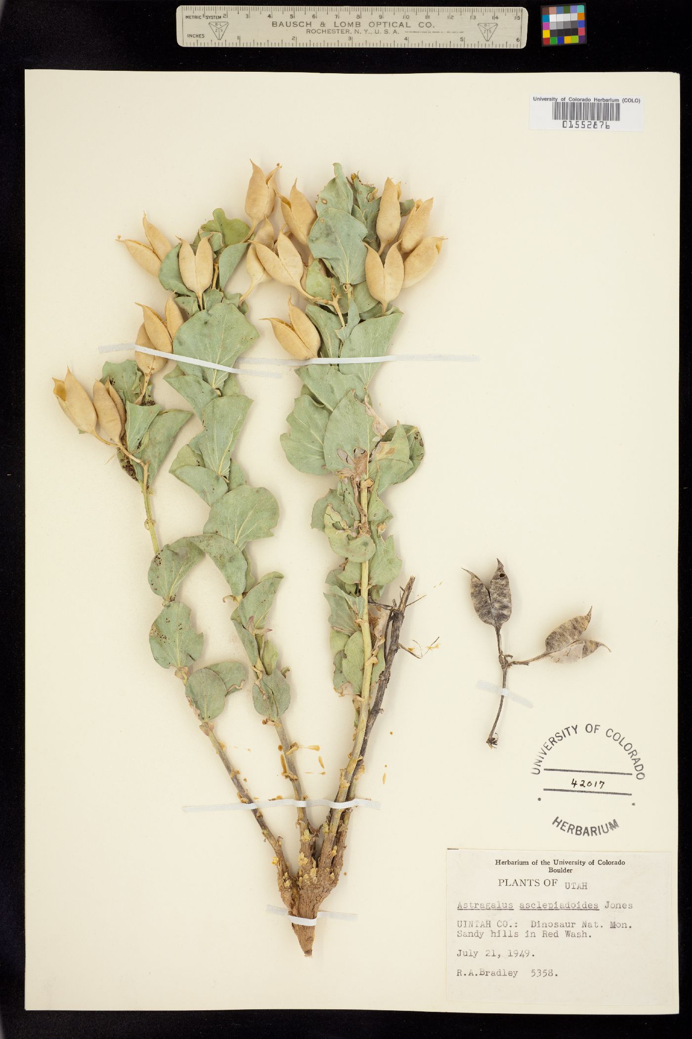 Astragalus asclepiadoides image