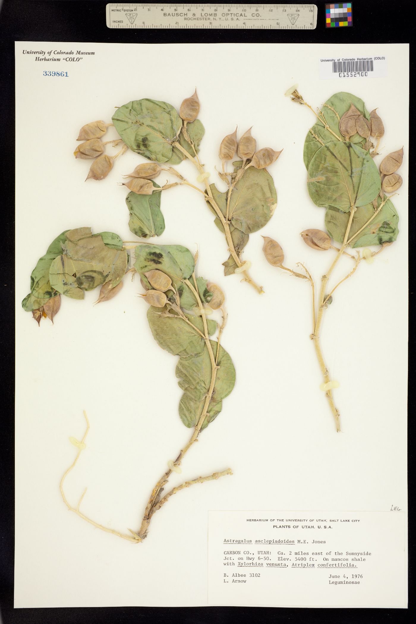 Astragalus asclepiadoides image