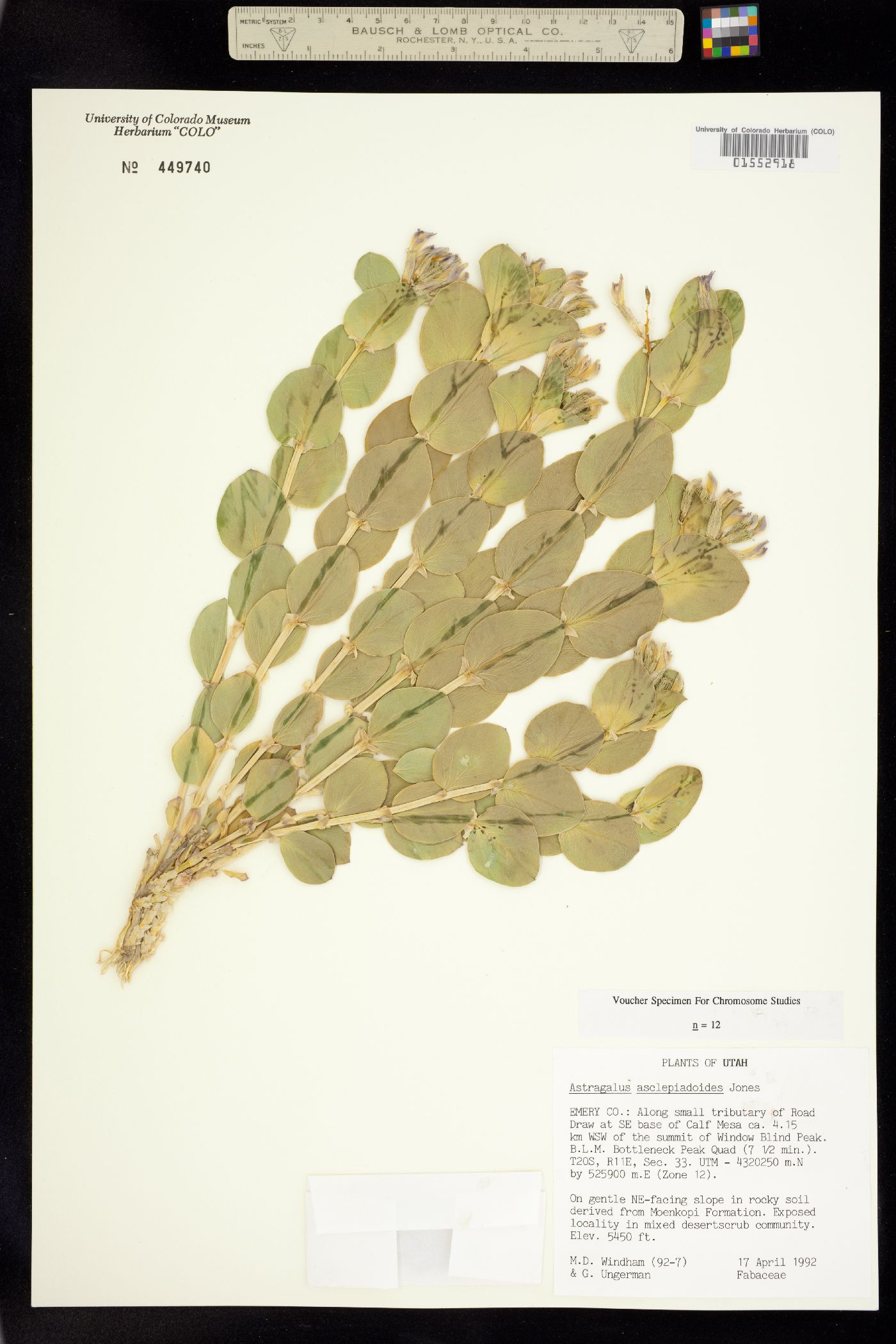 Astragalus asclepiadoides image