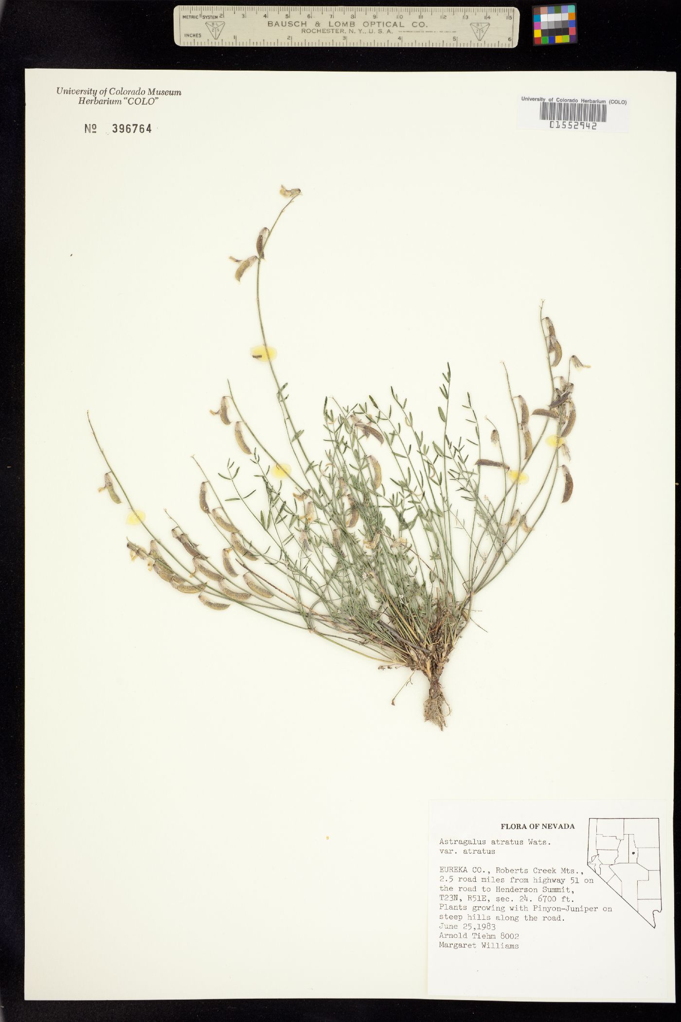 Astragalus atratus image