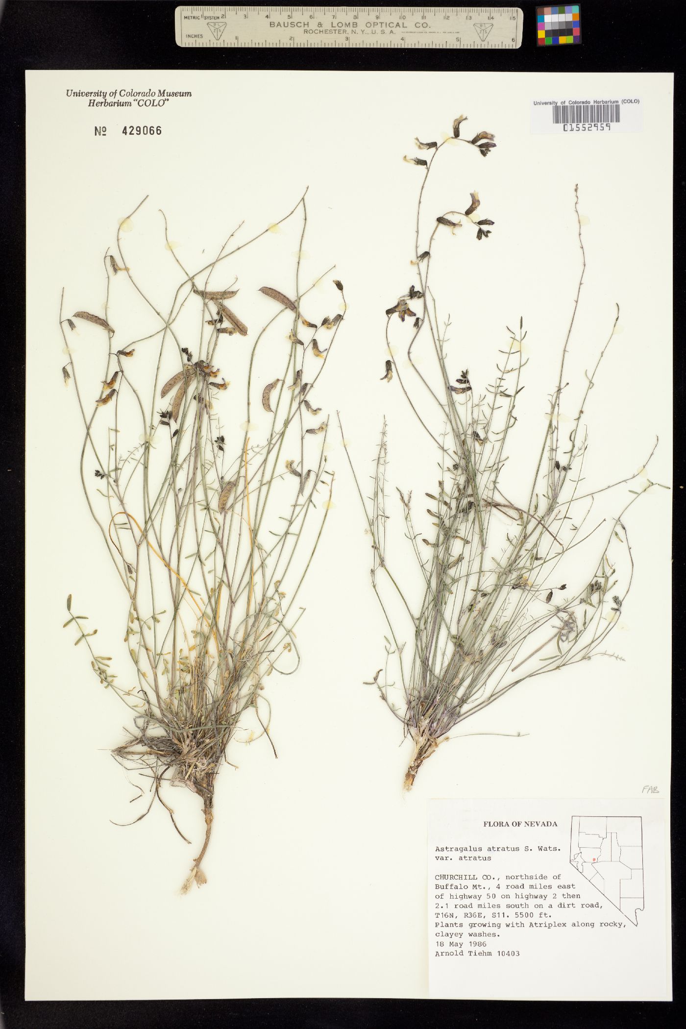 Astragalus atratus image