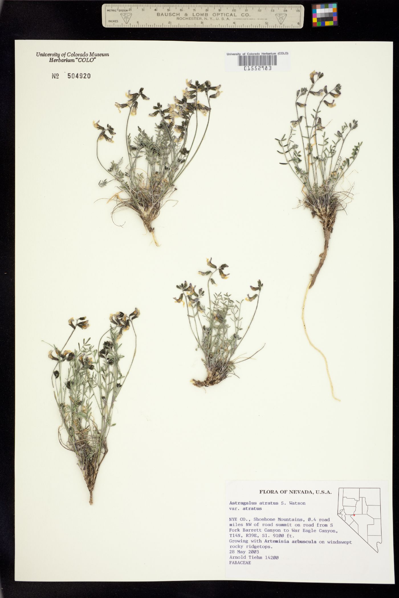 Astragalus atratus image