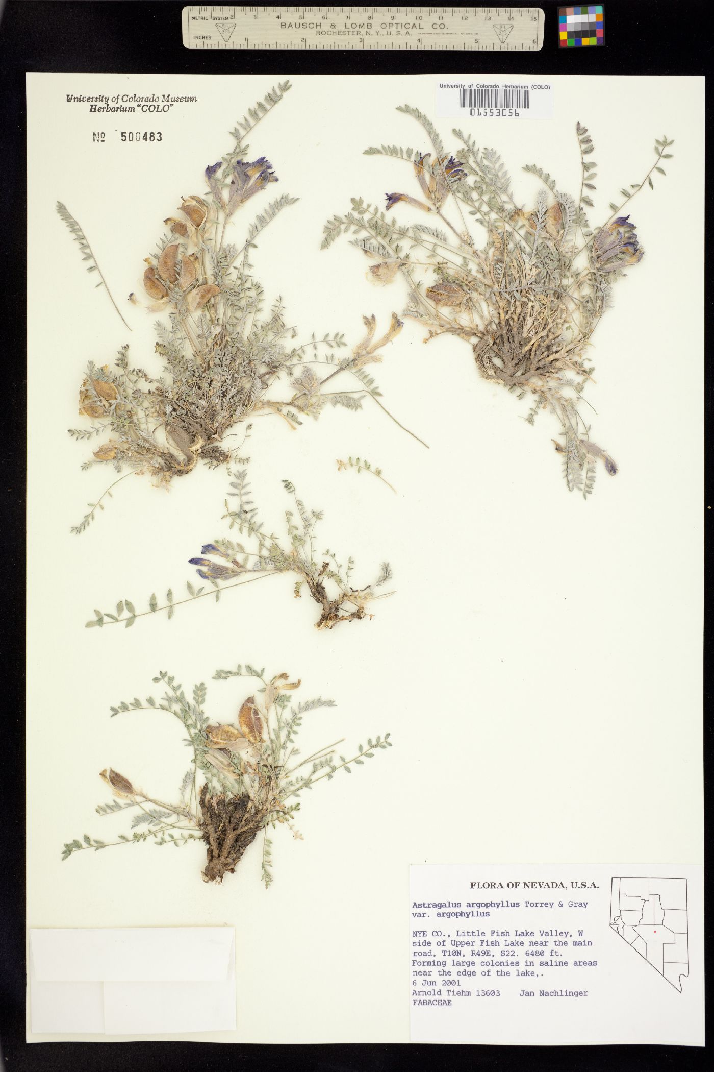 Astragalus argophyllus image