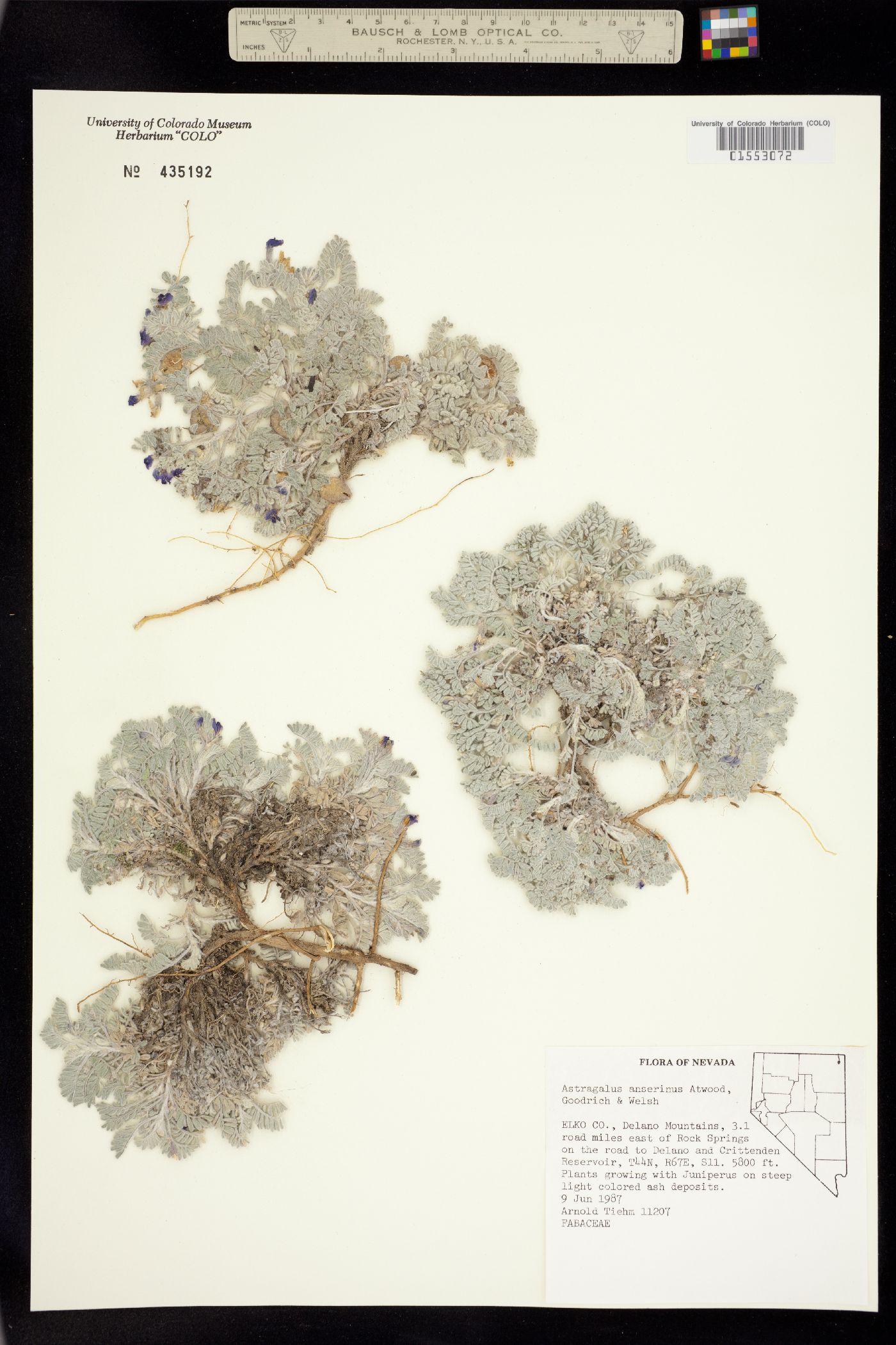 Astragalus anserinus image