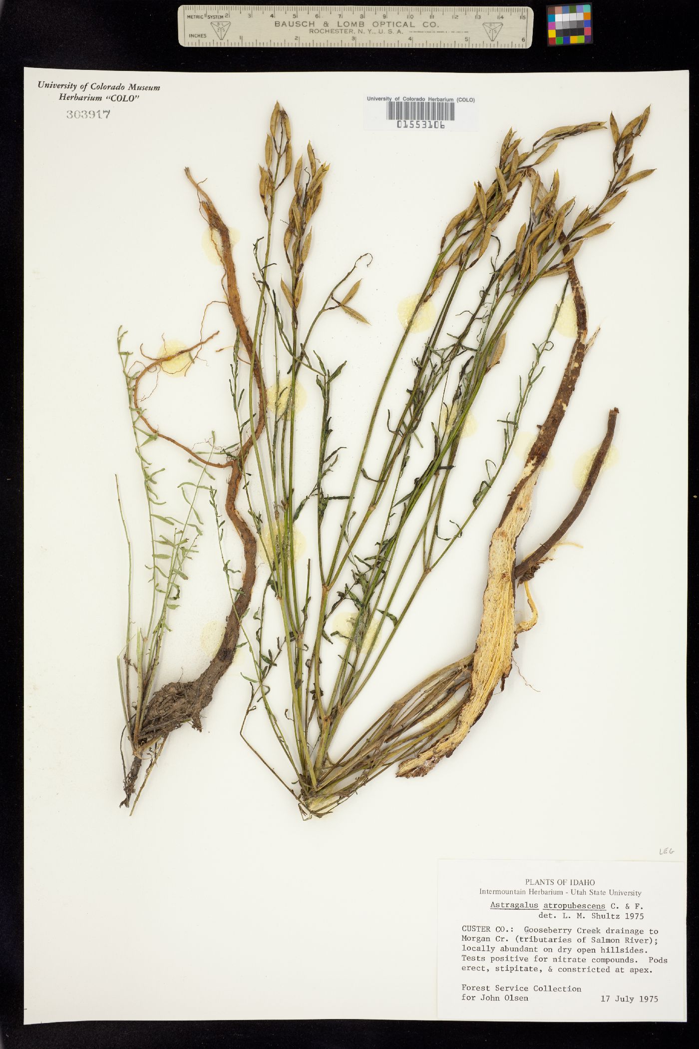Astragalus atropubescens image