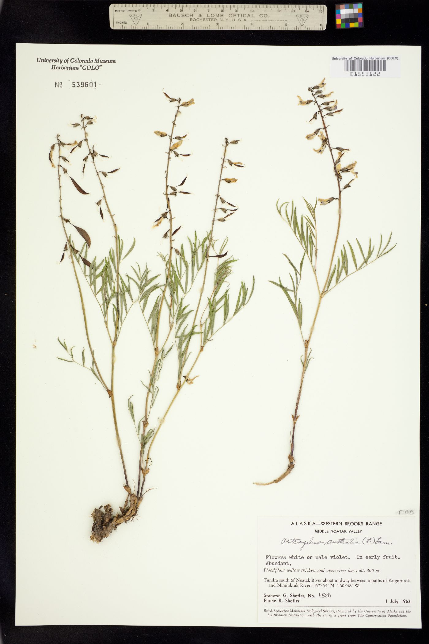 Astragalus australis image