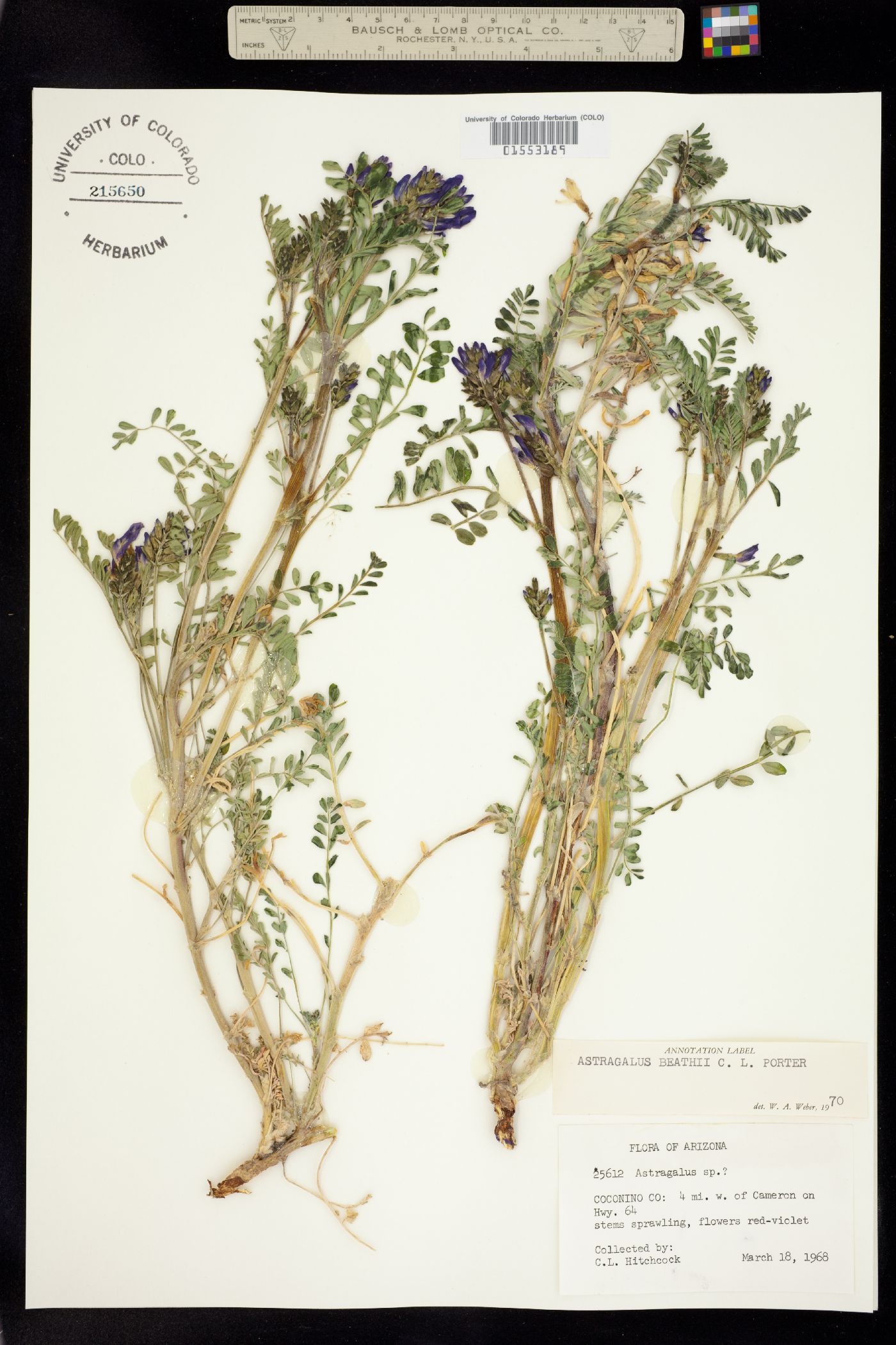Astragalus beathii image