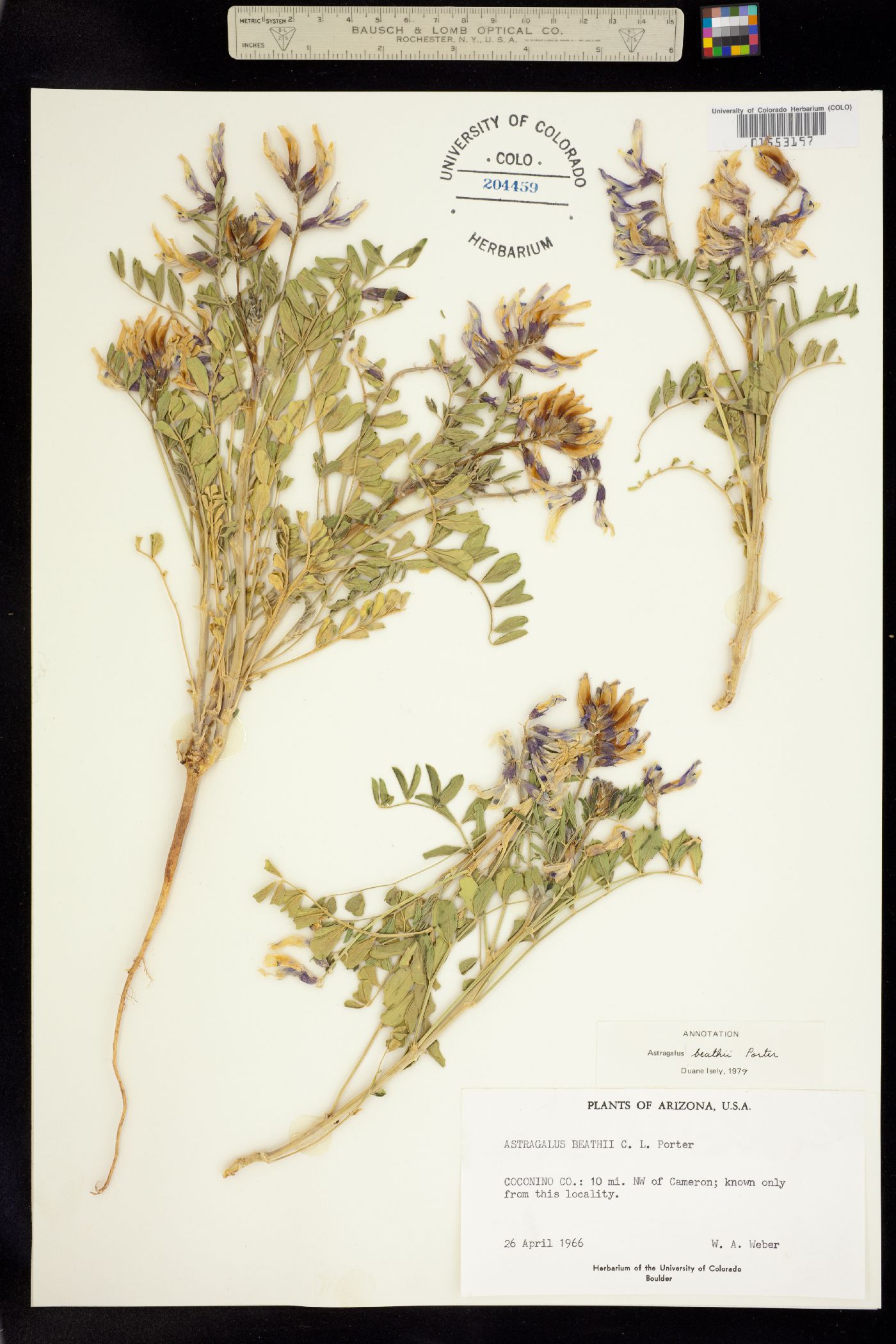Astragalus beathii image