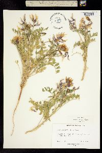 Astragalus beathii image