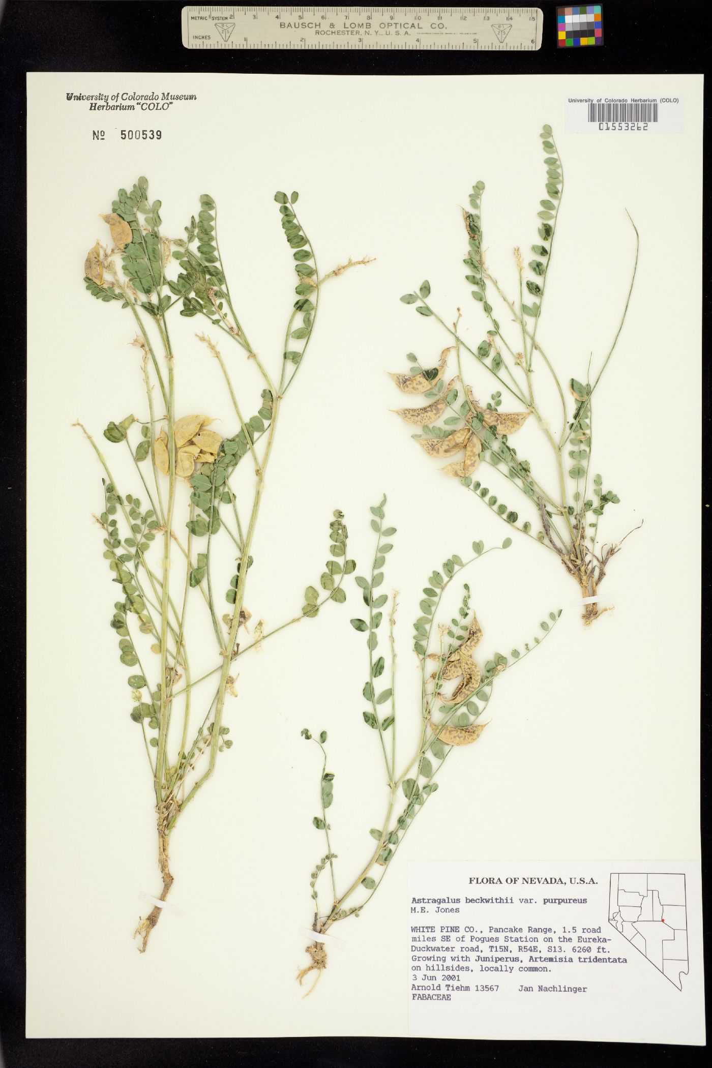 Astragalus beckwithii image