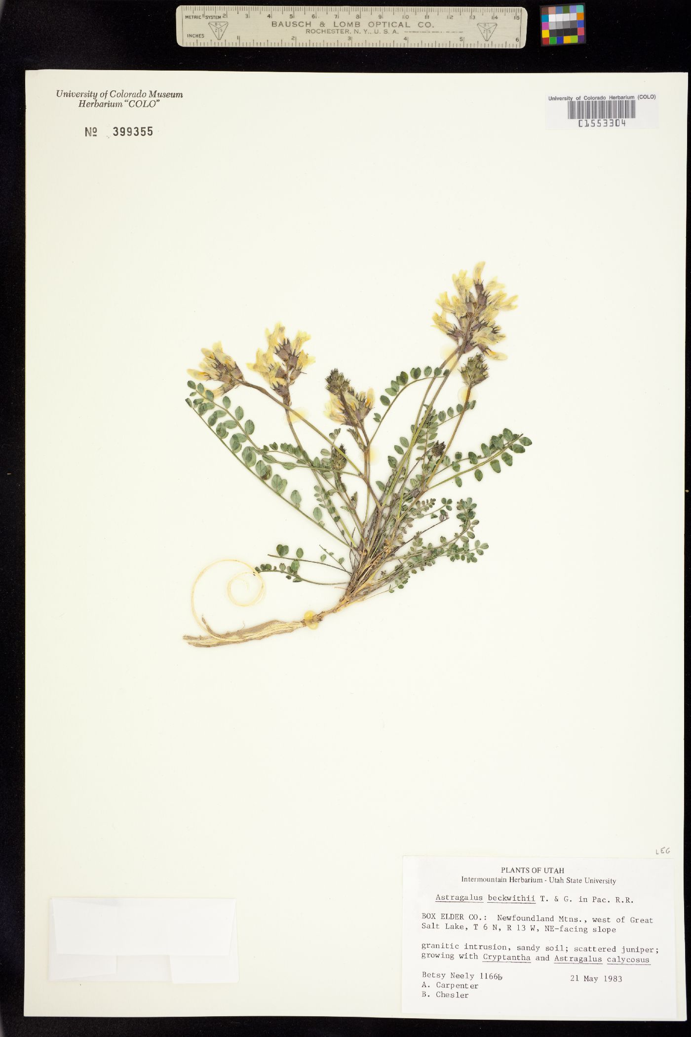 Astragalus beckwithii image