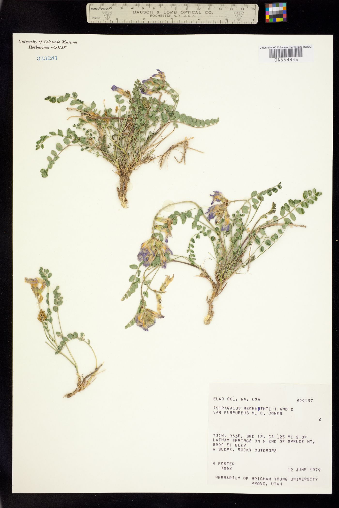 Astragalus beckwithii image