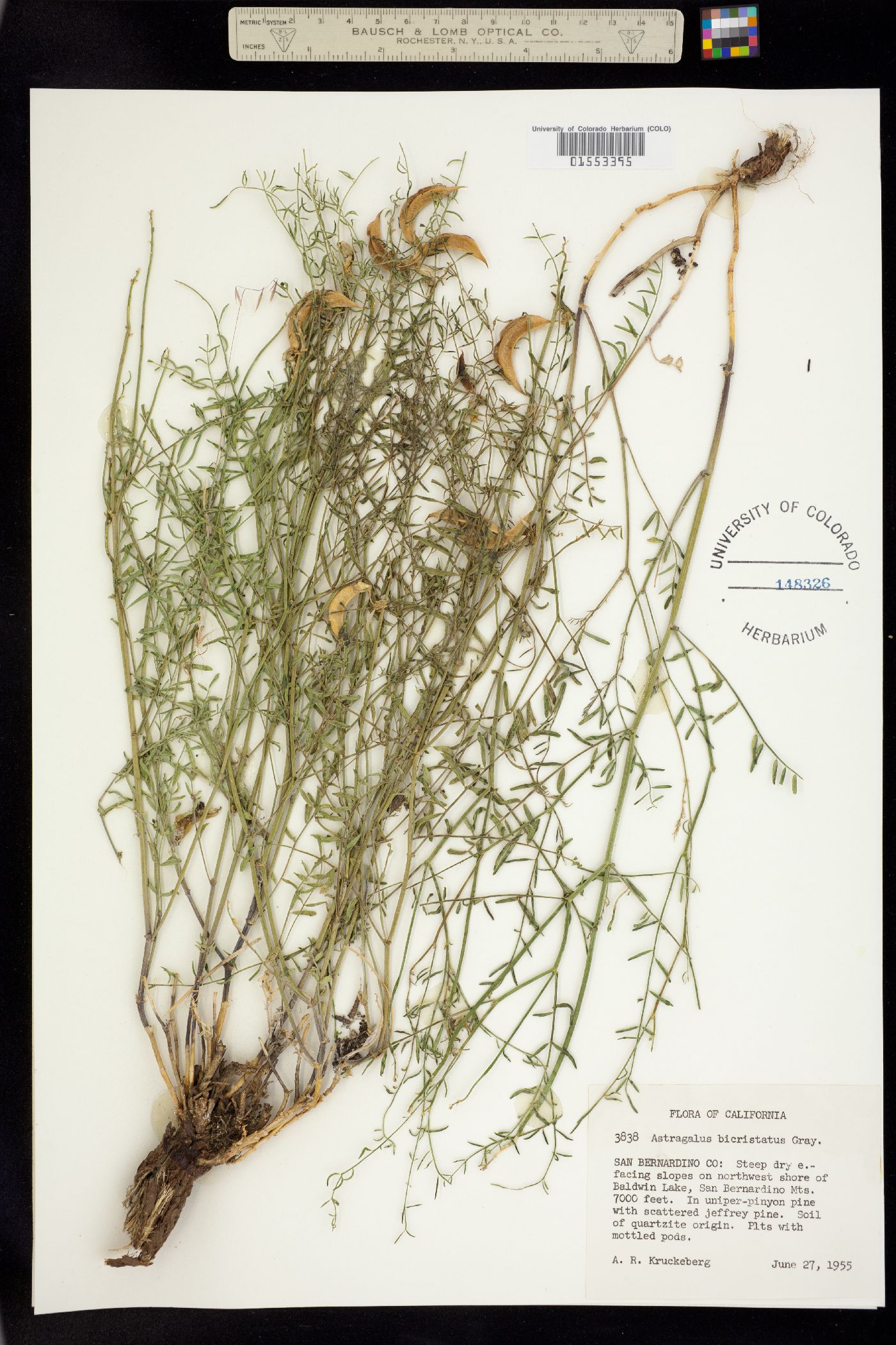 Astragalus bicristatus image