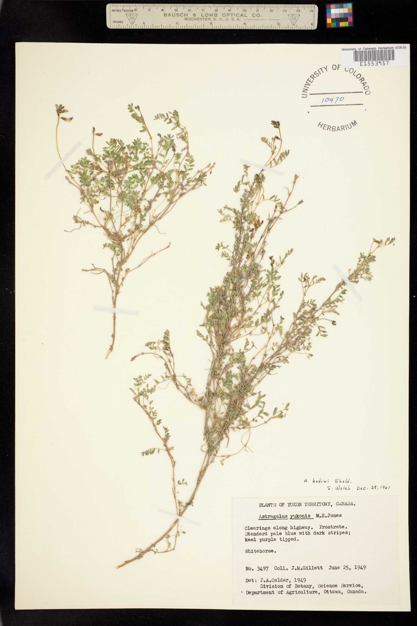 Astragalus bodinii image