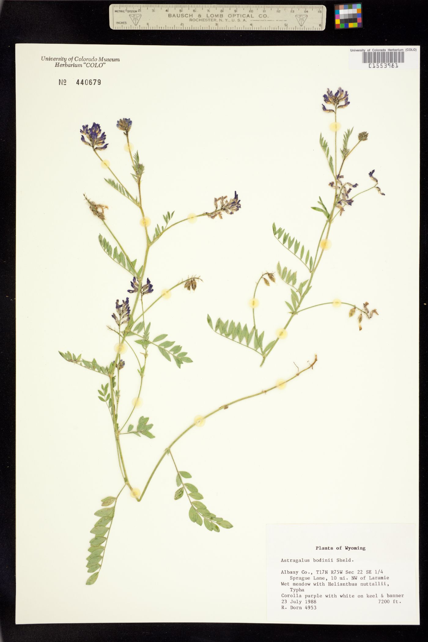 Astragalus bodinii image