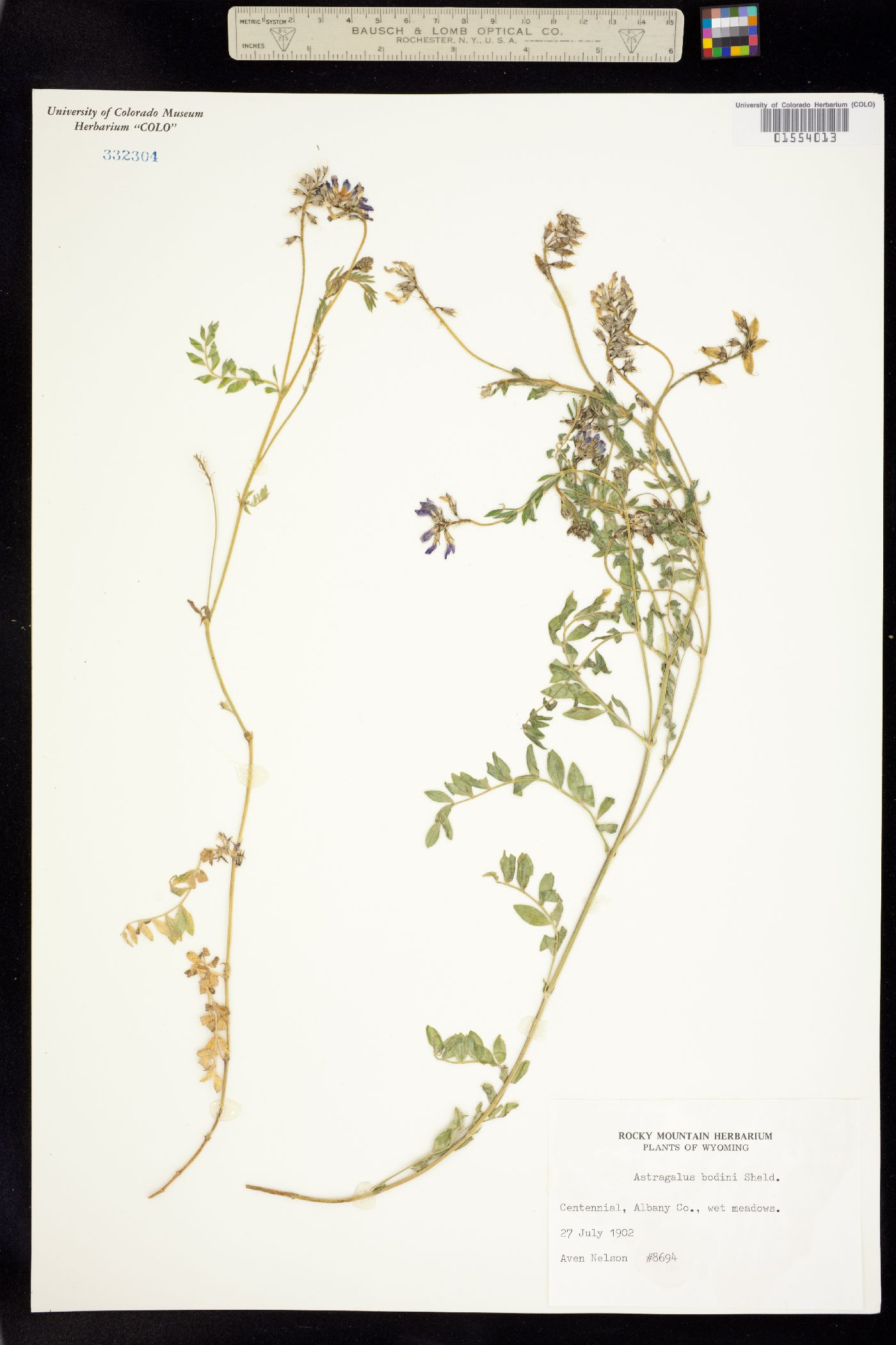 Astragalus bodinii image