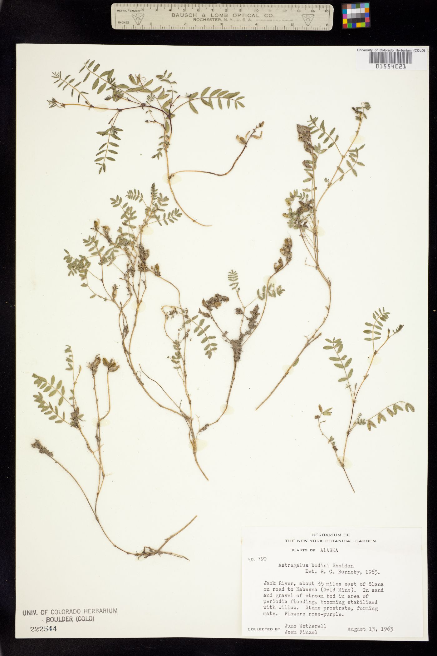 Astragalus bodinii image