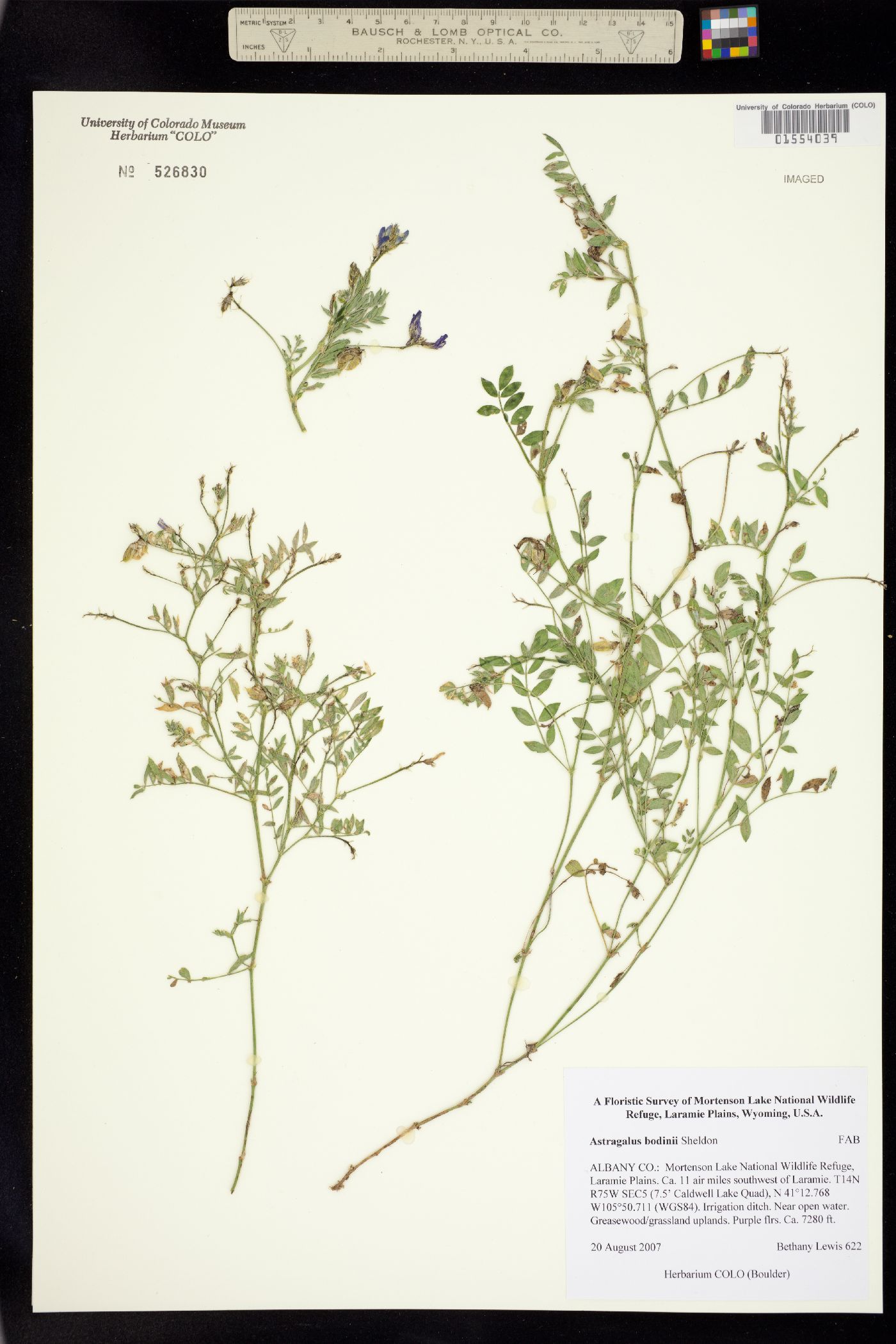 Astragalus bodinii image