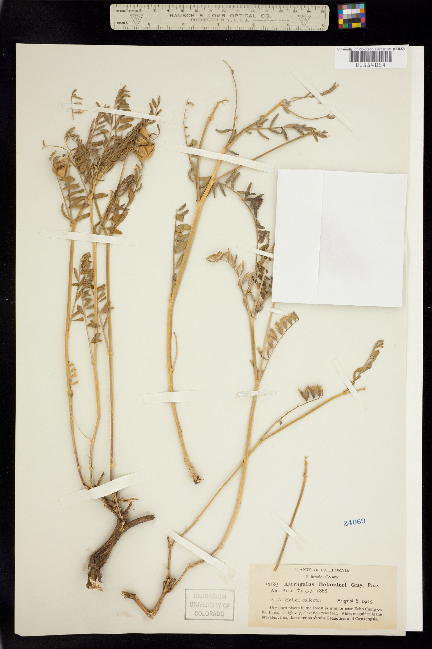 Astragalus bolanderi image