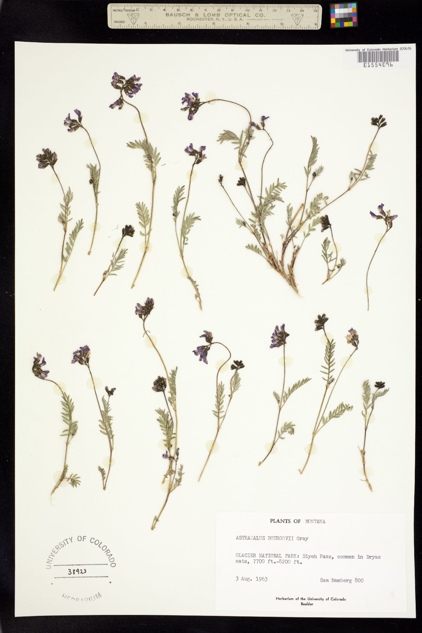 Astragalus bourgovii image