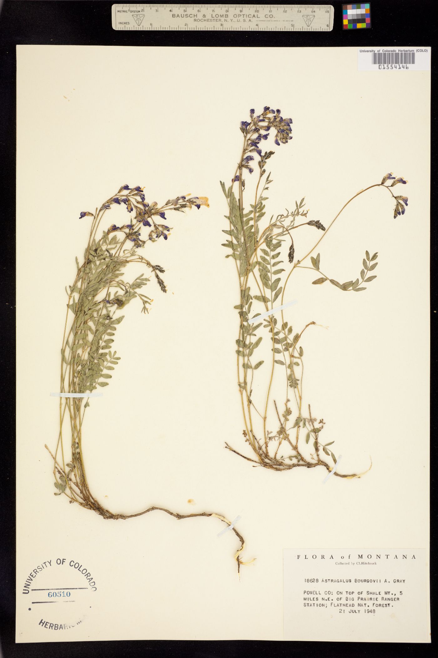 Astragalus bourgovii image