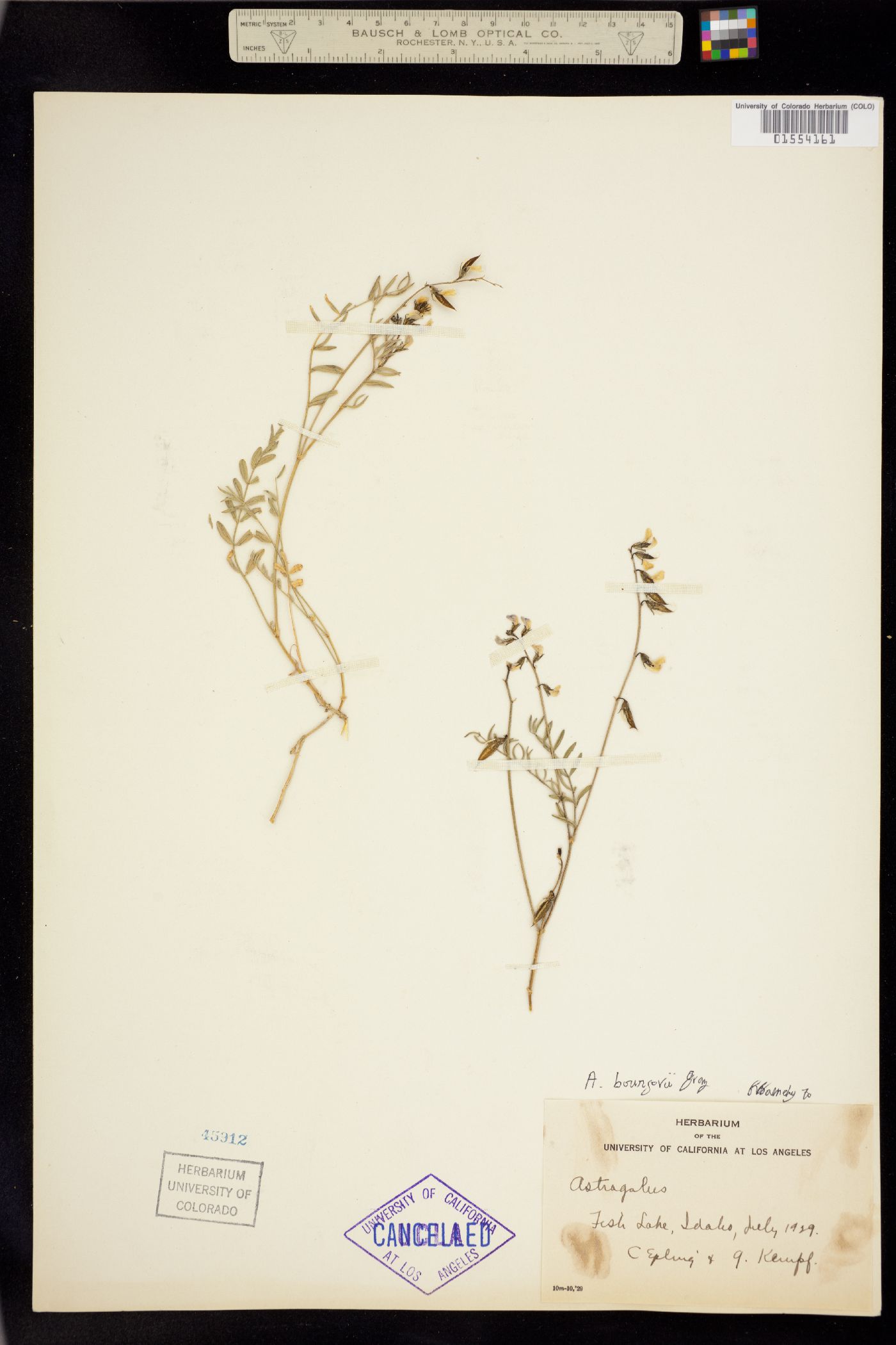 Astragalus bourgovii image