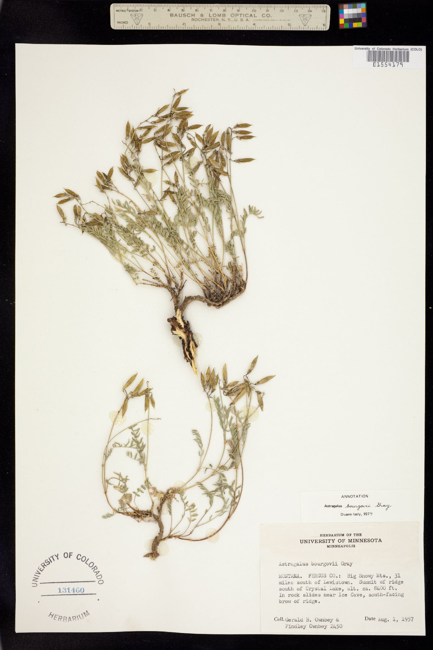 Astragalus bourgovii image