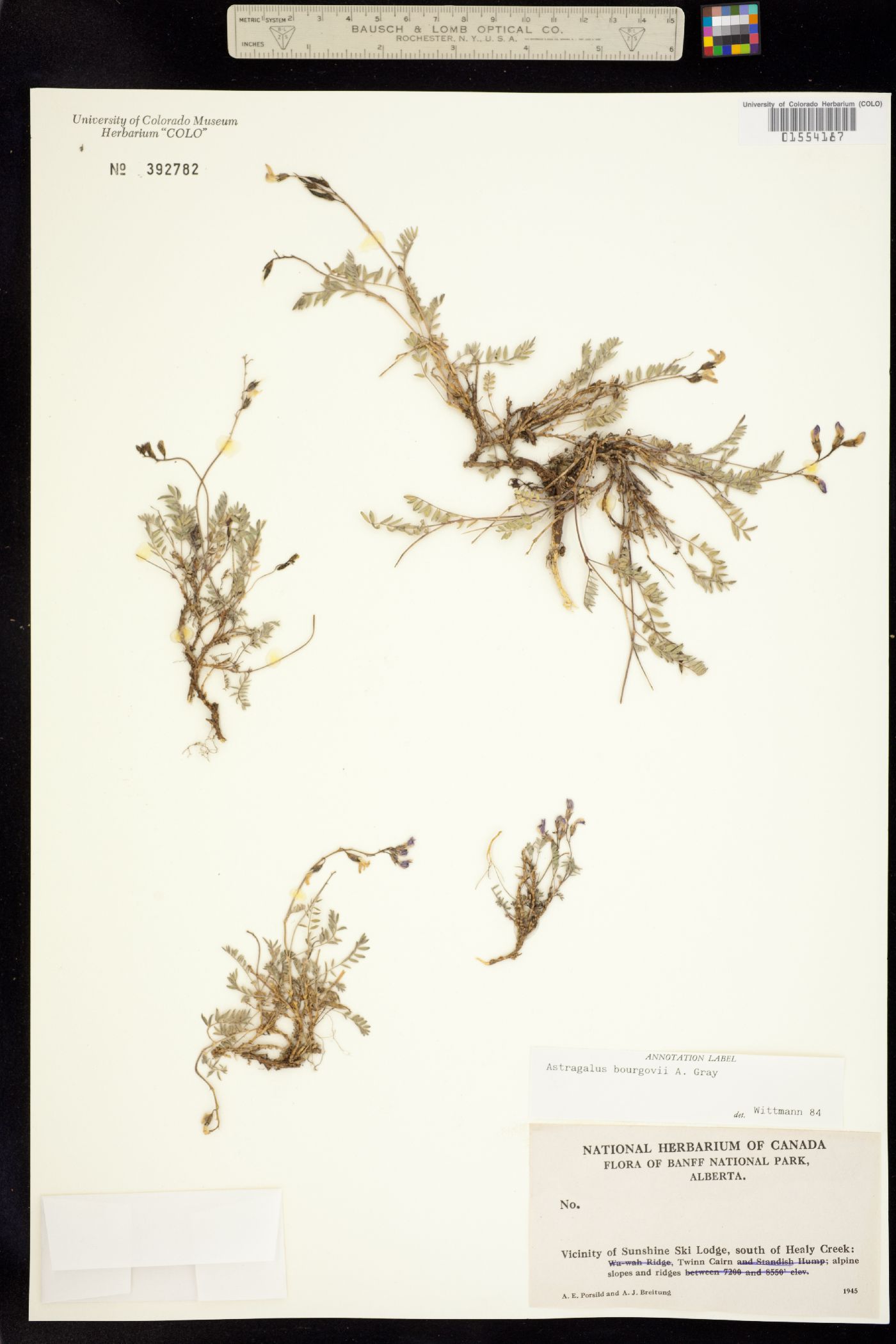 Astragalus bourgovii image