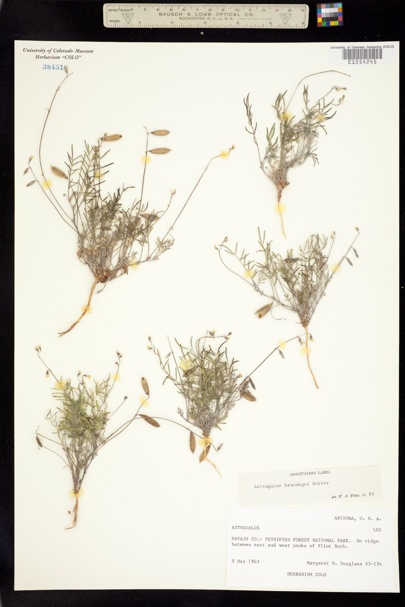 Astragalus brandegeei image