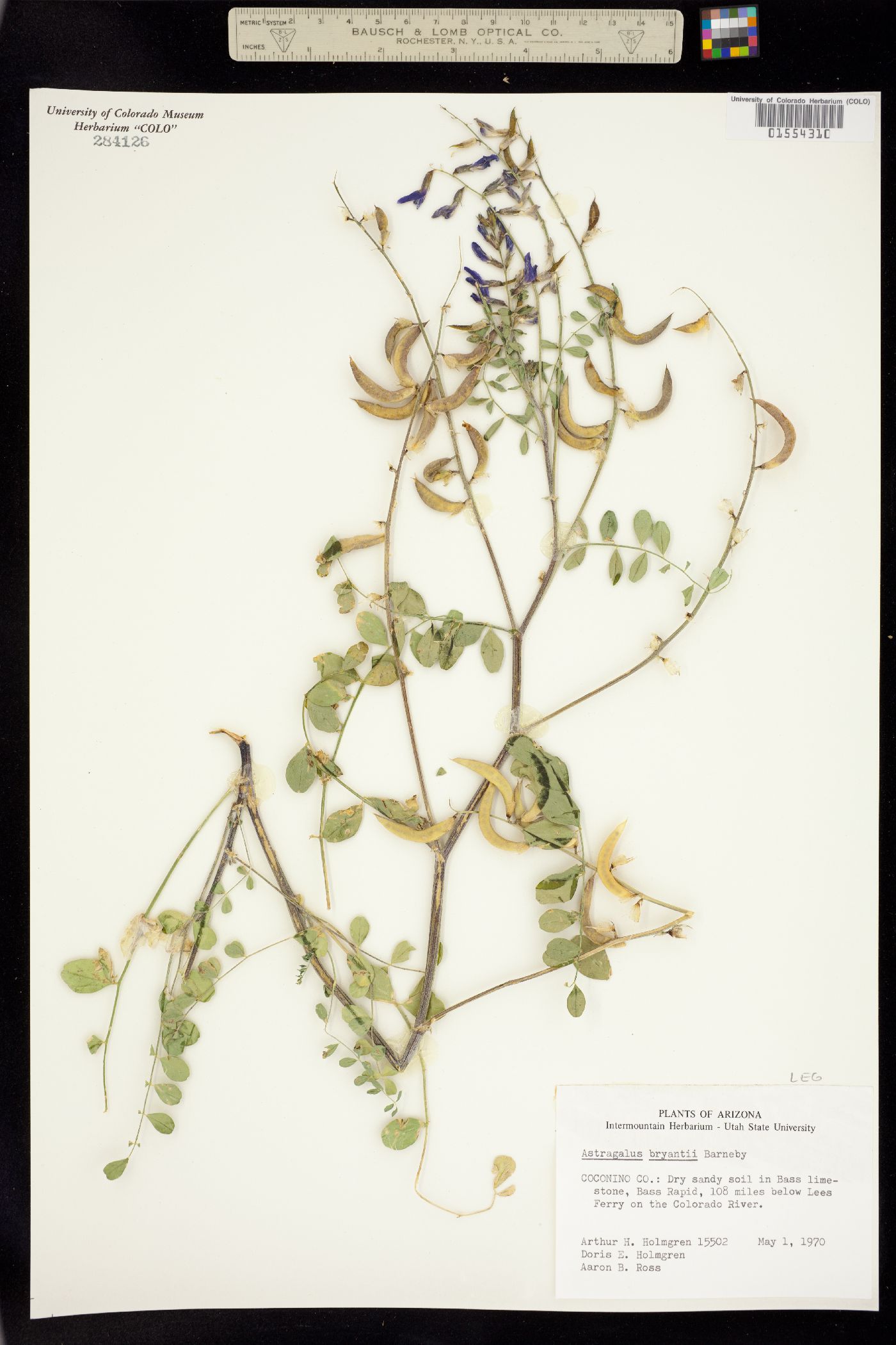 Astragalus lentiginosus var. palans image