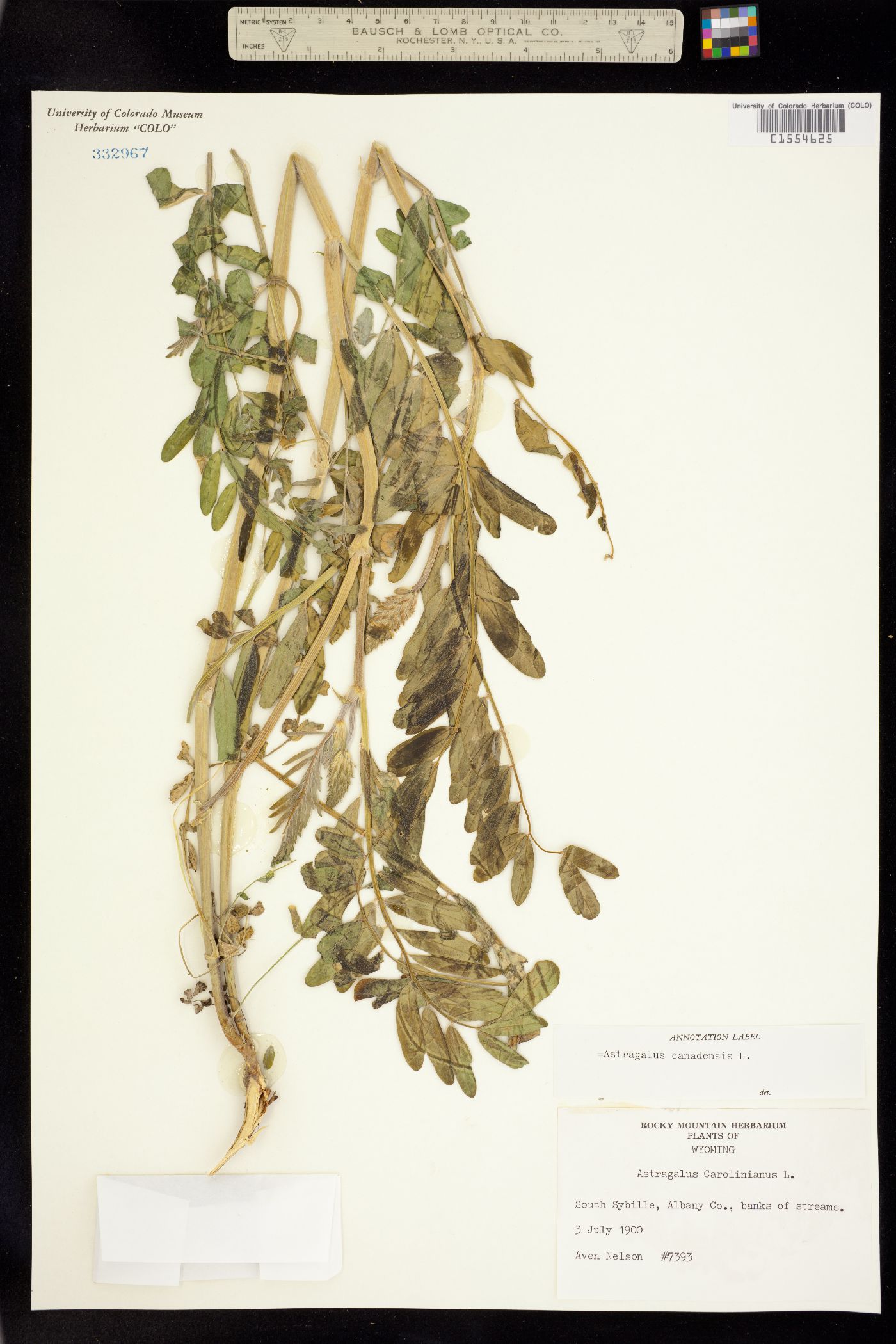 Astragalus canadensis image