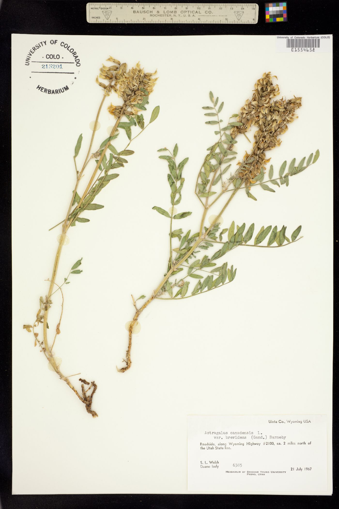 Astragalus canadensis var. brevidens image