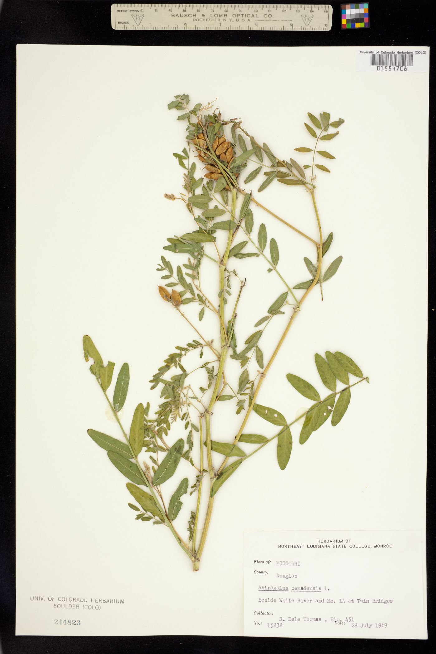 Astragalus canadensis image