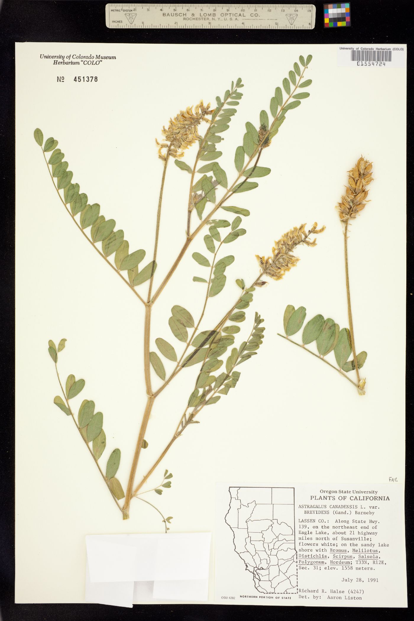 Astragalus canadensis image