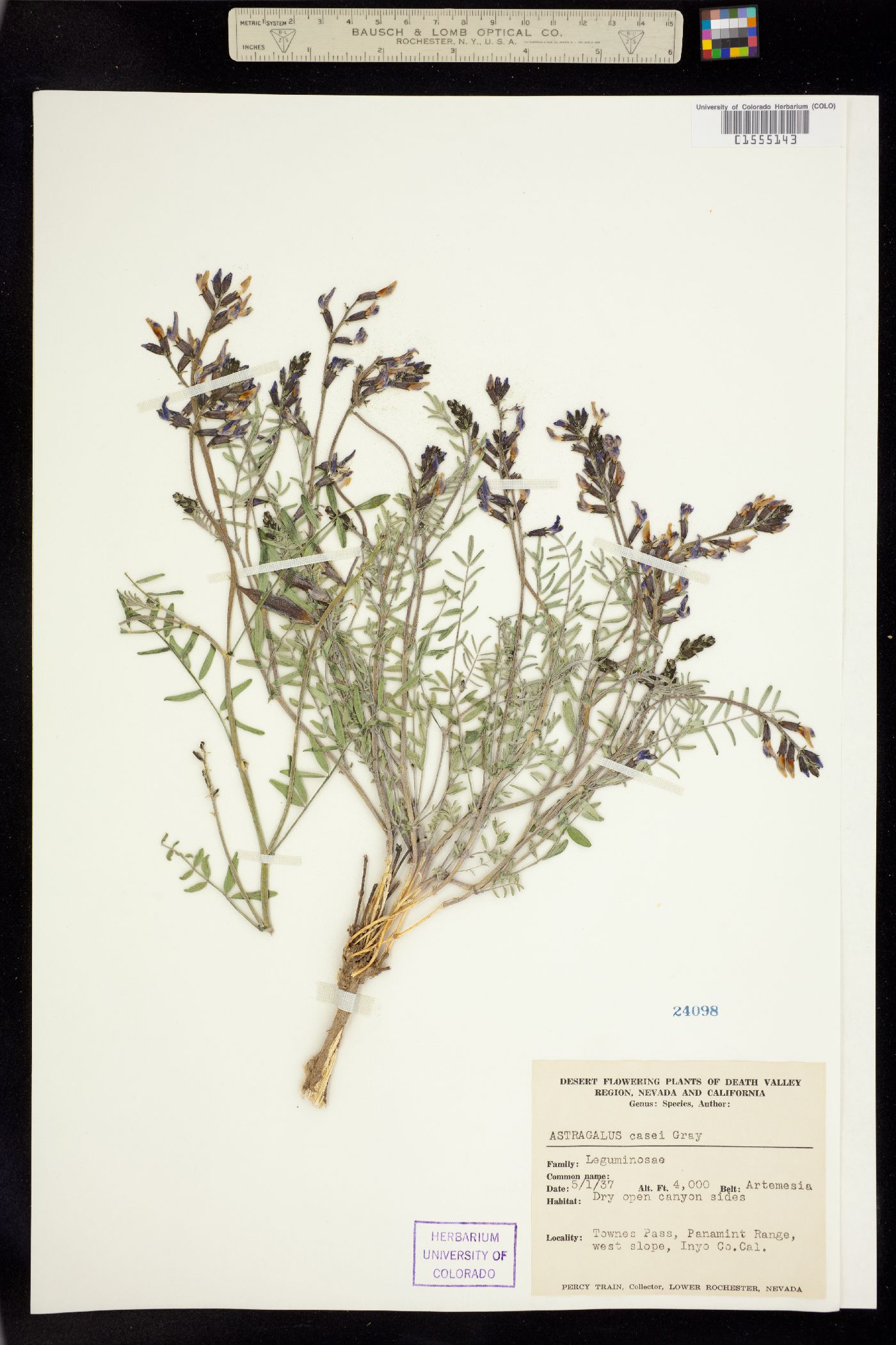 Astragalus casei image